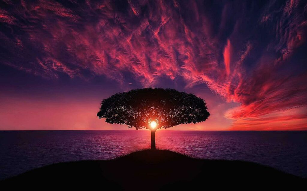 Baum Sonnenuntergang blutrot traumhaft sprachlos atemberaubend Naturszenen fotografieren Unsere Tipps
