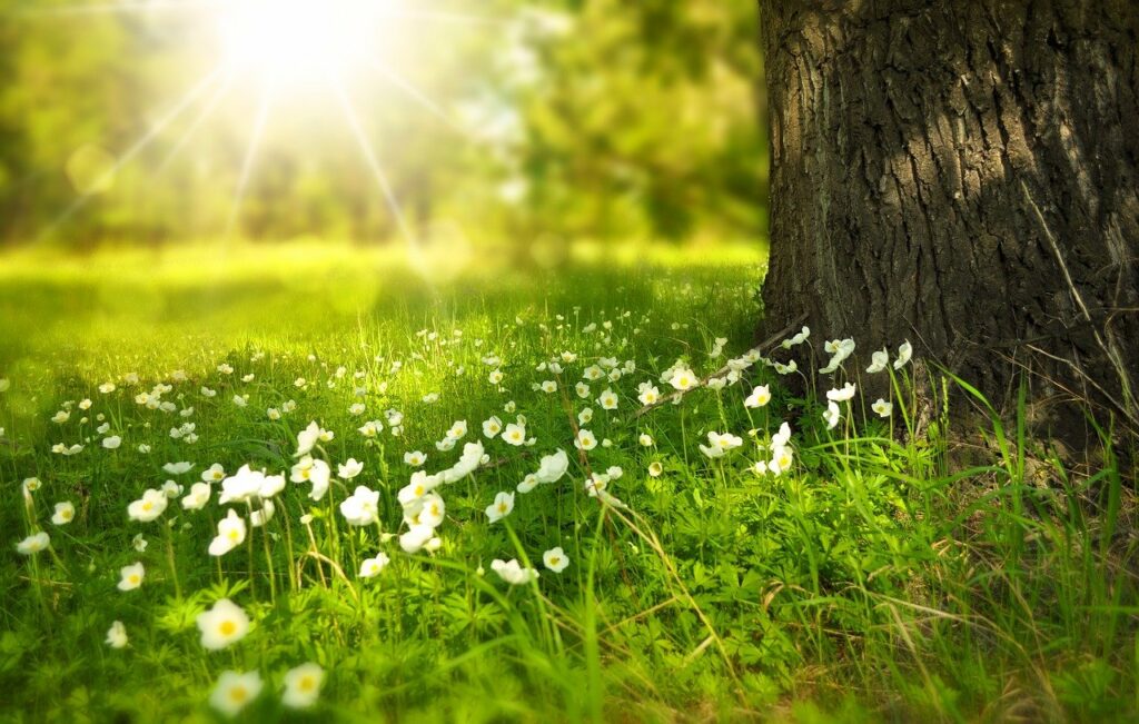 grüne Wiese im Sommer Sonnenschein Fotografieren im Sommer Nützliche Tipps
