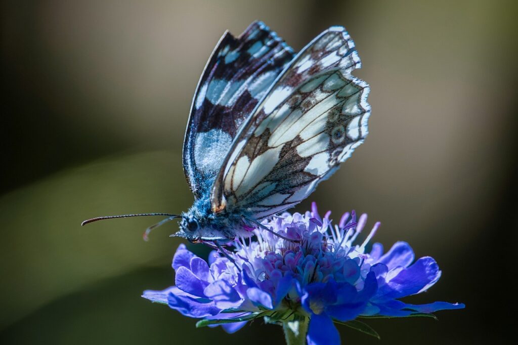 seltener Schmetterling Blume Schönheit Insektenfotografie lernen So fotografiert man Krabbler